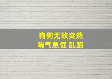 狗狗无故突然喘气急促 乱跑